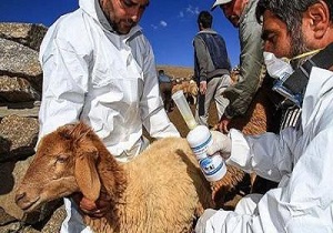 واکسیناسیون دام سبک و سنگین علیه بیماری&zwnj;های دامی در اسدآباد