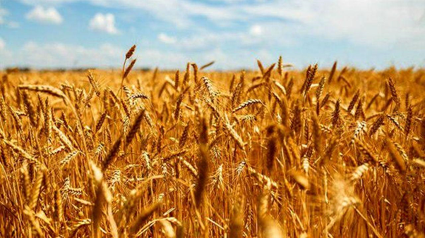 از نرخ پایین خرید تضمینی گندم تا جولان دلالان