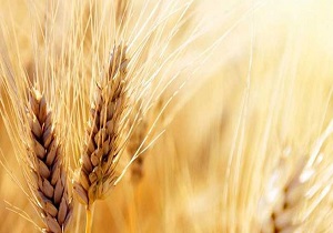 پیش &nbsp;بینی برداشت ۸۷ هزار تن گندم از مزارع شهرستان بهار