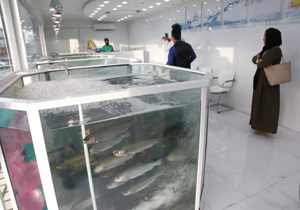افزایش جایگاه‌های عرضه ماهی زنده در مازندران