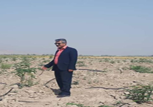 کاشت گیاه دارویی مورینگا در جهرم
