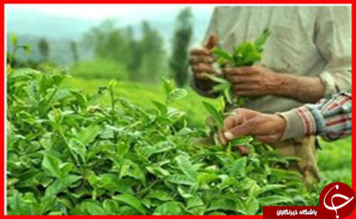 ورود نفتکش انگلیسی به لنگرگاه بندرعباس/ واقعیت ماجرای تجمع والدین دانش آموزان در یزد چه بود؟/ صدور دستور بازداشت مدیر یک تور گردشگری
