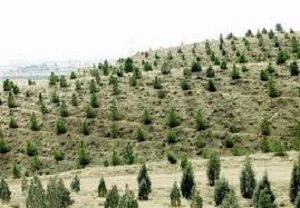 بیابان‌های که رنگ و بوی سرسبزی به خود گرفته اند