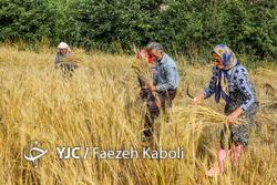 برداشت خوشه‌های طلایی