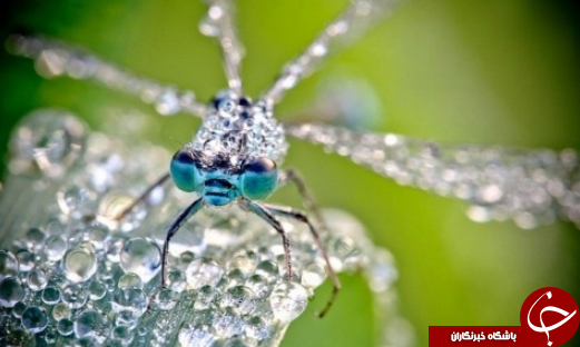 بررسی دلایل وجود تنوع در حشرات