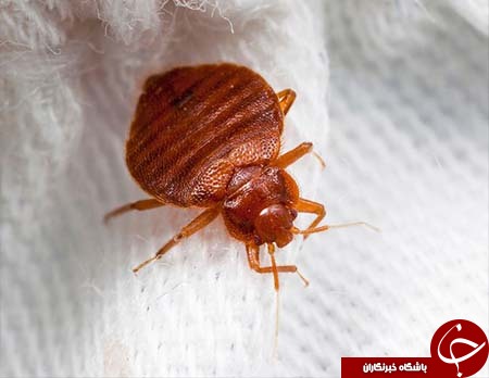 کدام حشرات از بدن شما تغذیه می&zwnj;کنند؟