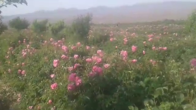 برداشت گل محمدی در بخش لاله‌زار + فیلم