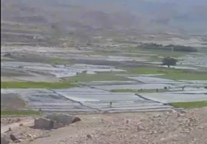 کشت نشاء برنج در شالیزارهای منطقه صیدون + فیلم