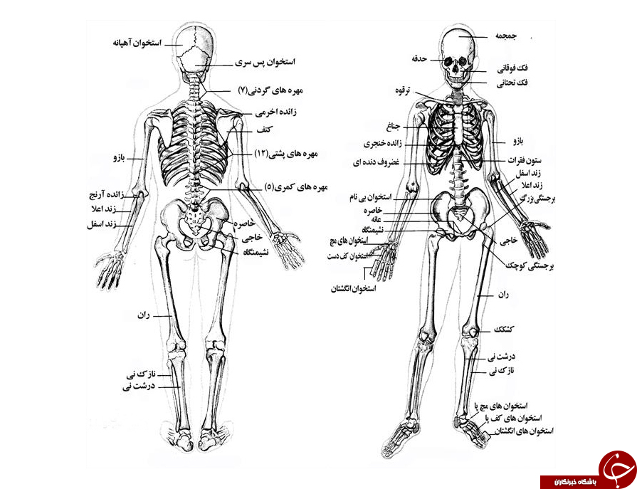 بدون شک از این حقایق جالب درباره اسکلت بندی خود بی اطلاعید!