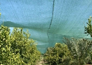 ساخت ۲ هکتار سایبان در باغ‌های شهرستان کازرون