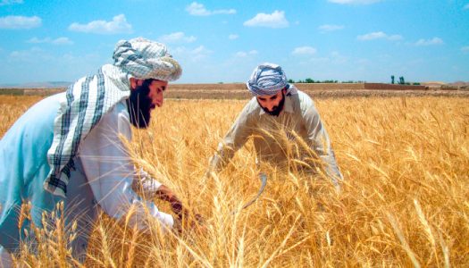 افزایش ۴۲ درصدی محصول گندم در افغانستان طی سال جاری