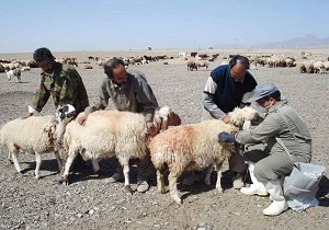 واکسیناسیون بیش از ۴۰ هزار راس دام در دهستان عربخانه