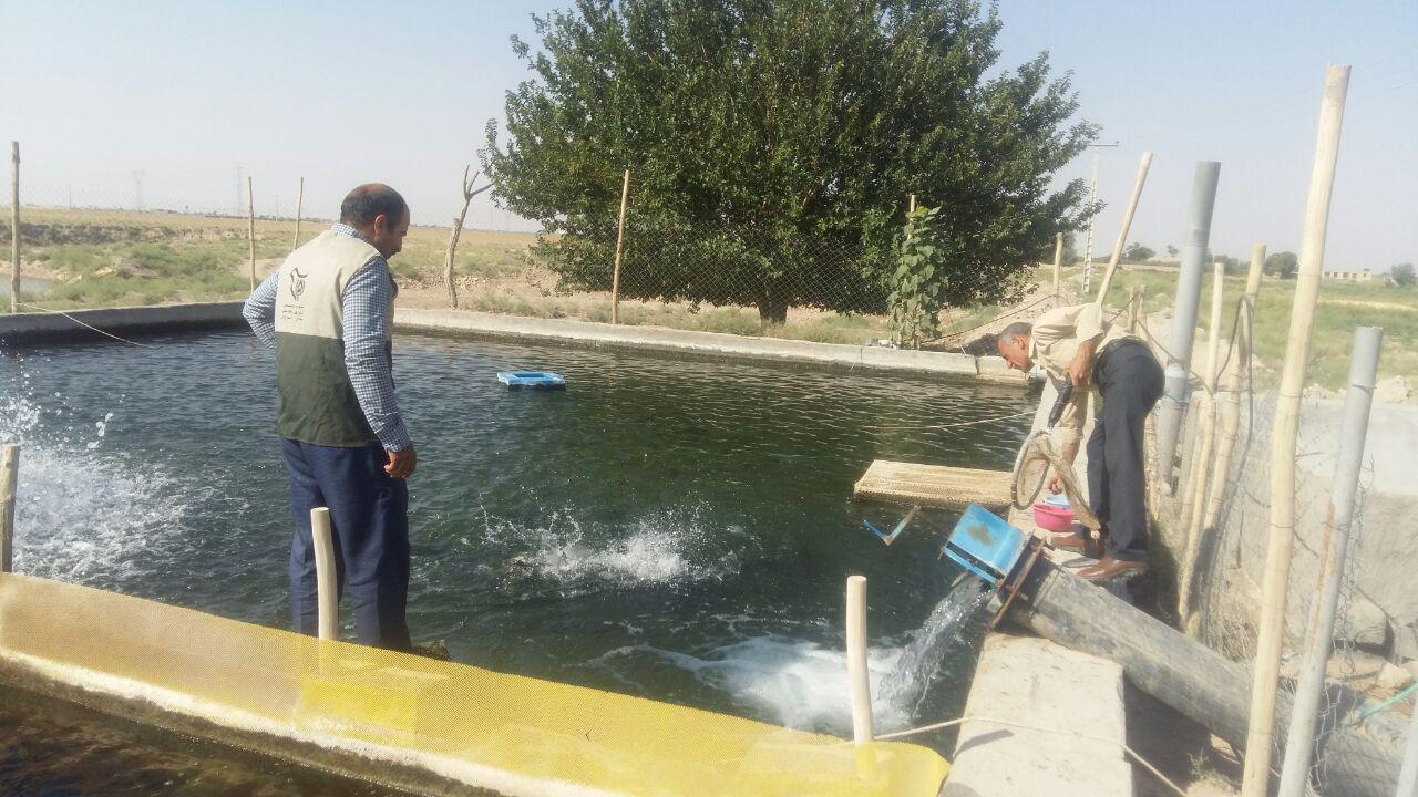 سالانه ۱۸ تن گوشت ماهی قزل آلا در شهربابک تولید می‌شود
