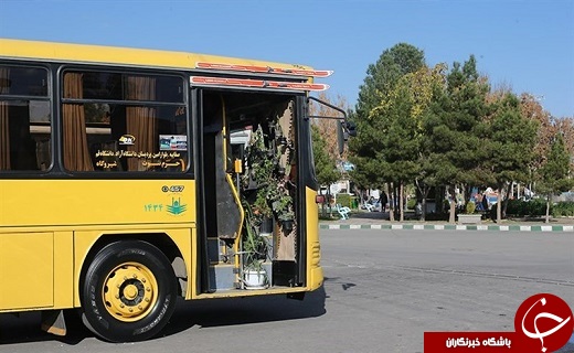 حرکت اتوبوس سبز در خیابان&zwnj;های قم /راننده خوش ذوق قمی اتوبوس خود را به گلخانه تبدیل کرد