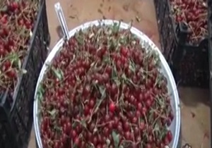 جشنواره تابستانه آلبالو در ملایر + فیلم