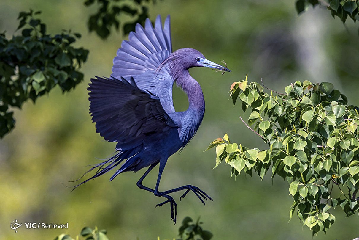 جوایز عکاسی اودوبان Audubon
