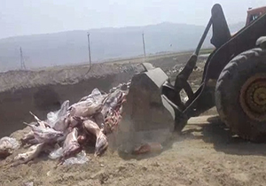 معدوم کردن ۲۸ راس لاشه گوسفند