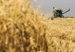 جولان دلالان این بار در بازار خرید سیب زیر درختی + فیلم