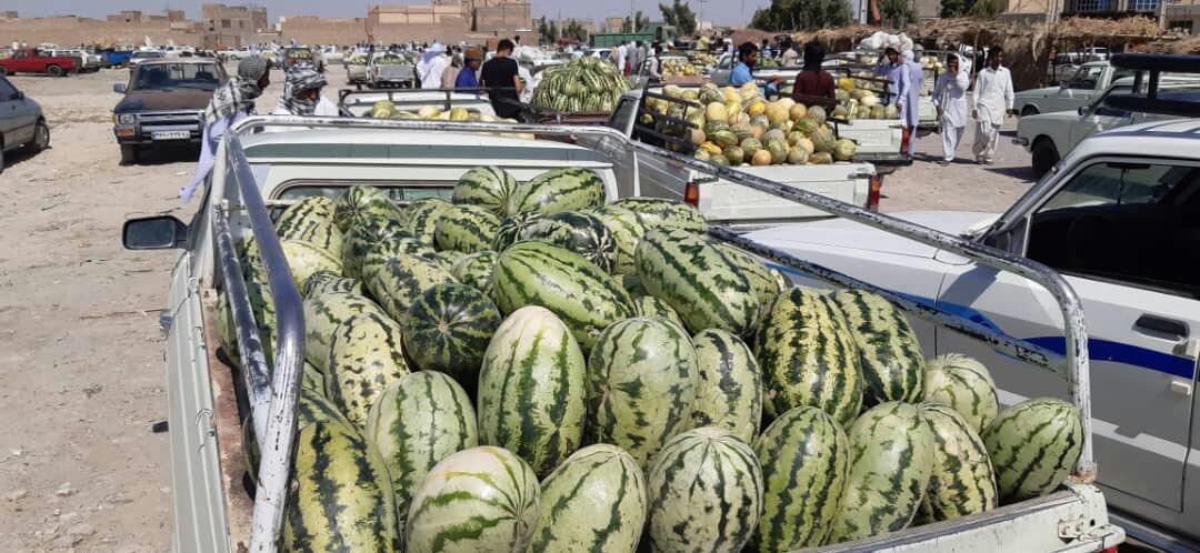 ۲هزار میلیارد ریال ارزش اقتصادی محصولات جالیزی تولید شده در منطقه سیستان