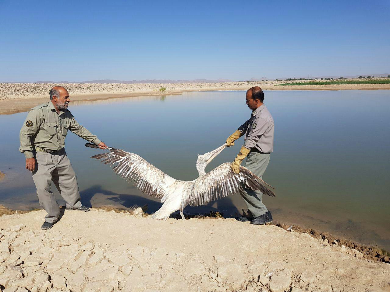 رها سازی یک قطعه پلیکان در زیستگاه مناسب