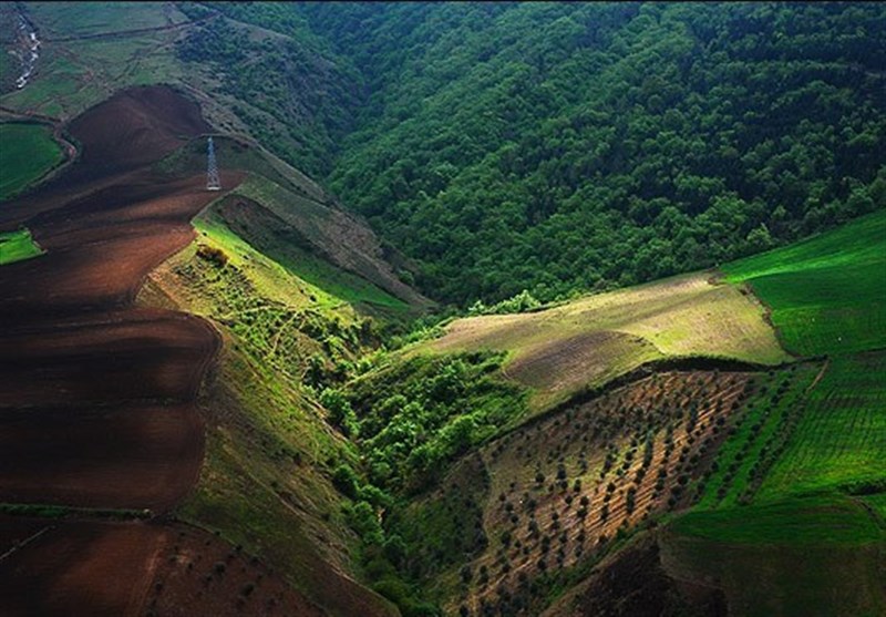 جنگل های هیرکانی