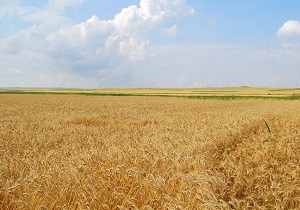 گندم‌زارهای بخش کجور در مازندران + فیلم