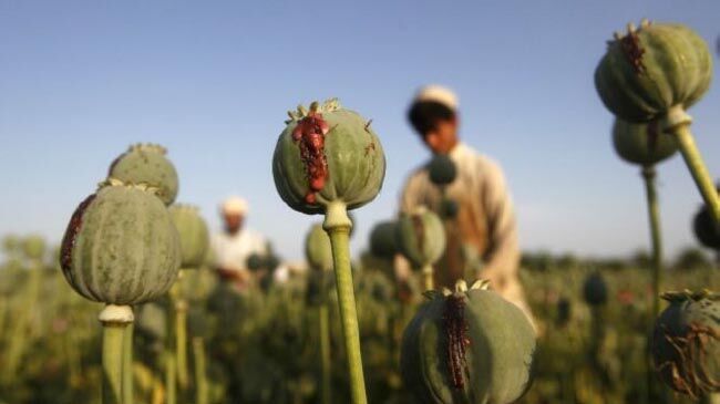 ۱۰ درصد مواد مخدر قاچاق از افغانستان توسط ایران کشف می&zwnj;شود