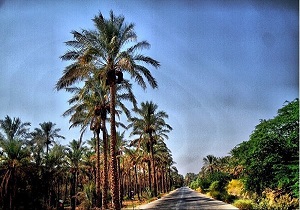 مشاهده سوسک سرخرطومی حنایی در نخیلات شادگان