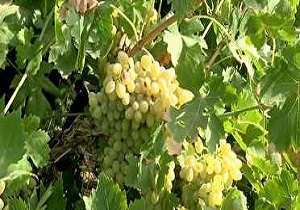 برداشت انگور مهدی خانی و یاقوتی از باغات قم