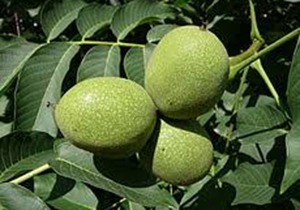 پیوند گردو برای اولین بار در مرودشت