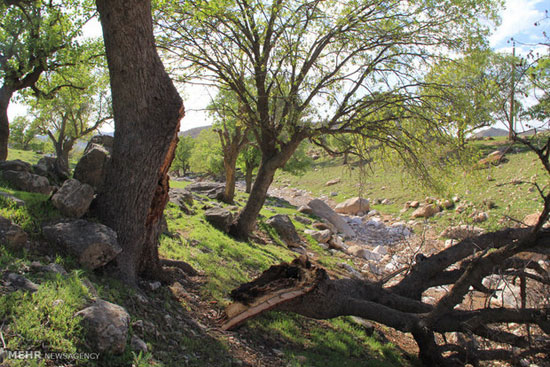 سنجانب
