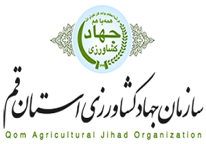 توسعه کشت ذرت علوفه‌ای در قم