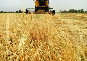 ۴۷ هزار تن جو در چهارمحال و بختیاری برداشت می‌شود