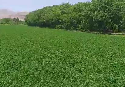 کشت گیاه پرخاصیت شبدر در روستای تکه + فیلم
