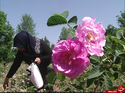برداشت  ۸۰ تن گل محمدی در استان زنجان