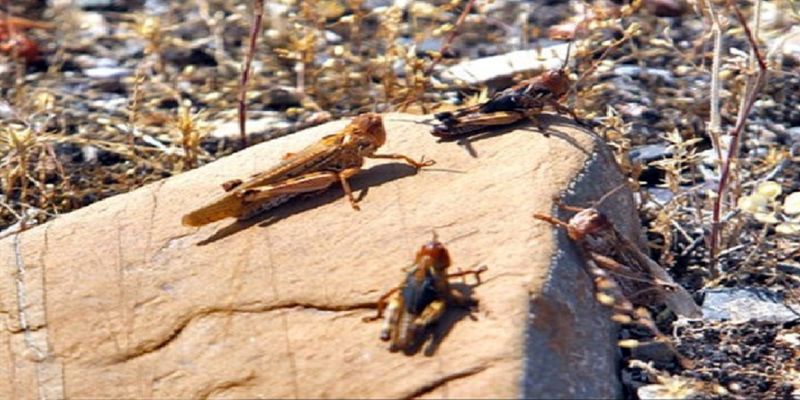 مبارزه با ملخ صحرایی در سیستان و بلوچستان از مرز ۲۰۸ هزار هکتار گذشت