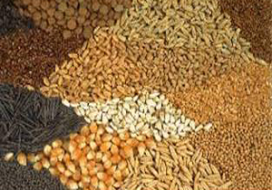 توزیع ۶۵۰ تن علوفه یارانه دار در بابلسر
