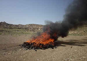 معدوم کردن ۵۰۰ قلیان در شیراز