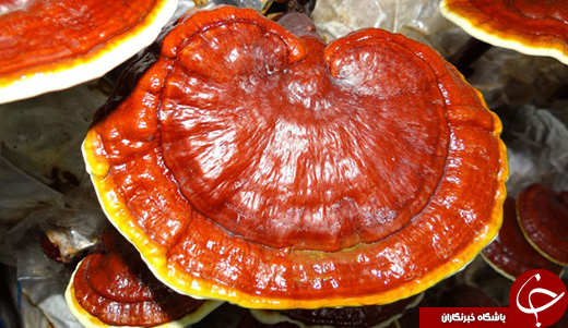 دانستنی&zwnj;هایی درباره قهوه گانودرما + مزایا و معایب مصرف آن
