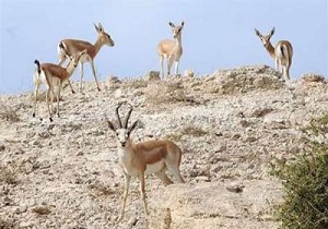 رشد ۶۰ درصدی وحوش در آلمابلاغ اسدآباد