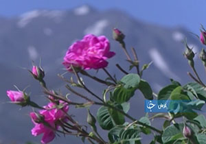 کرمان؛ دومین استان گل‌خیز کشور + فیلم