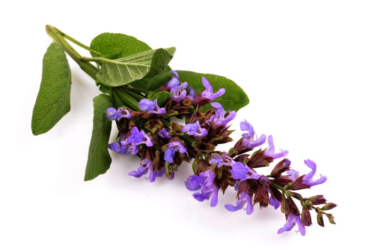 فرمول&zwnj;های خانگی برای آنکه از شر عرق کردن در تابستان خلاص شوید + دستورالعمل چند دئودرانت طبیعی/ فرمول&zwnj;های خانگی برای توقف