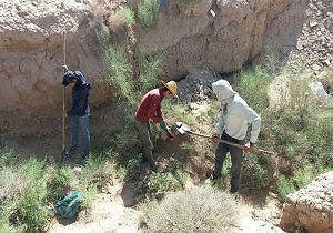 آغاز لانه کوبی جوندگان در روستا‌های دامغان