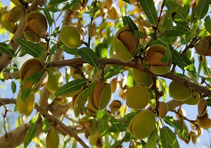 تاجران هندی مشتری بادام چهارمحال و بختیاری