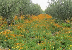 رونق کشت گیاهان دارویی در اردبیل؛ متقاضیان تسهیلات بلاعوض دریافت می کنند