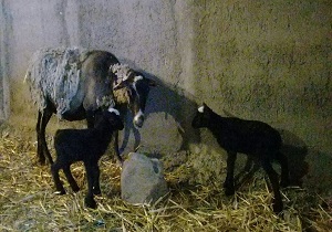 اصلاح نژاد دام با تلقیح مصنوعی ۳۱۰ رأس دام سبک به روش لاپاراسکوپی
