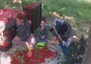 برداشت گیلاس و آلبالو در روستای «تکه» + فیلم