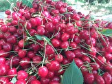 رتبه نخست نهاوند با تولید سالانه ۵ هزارتن آلبالو، گیلاس و زردآلو