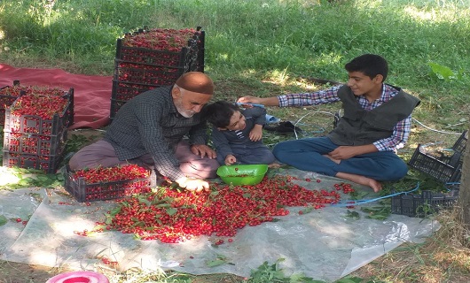 رتبه نخست نهاوند با تولید سالانه ۵ هزارتن آلبالو، گیلاس و زردآلو