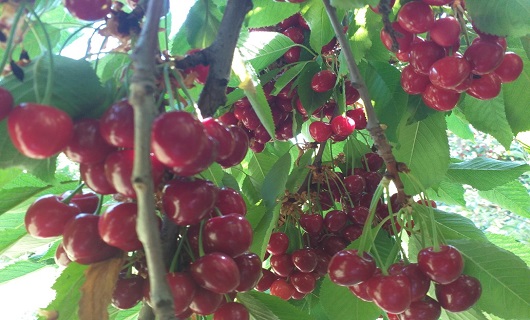برداشت میوه های رنگارنگ تابستانی در نهاوند